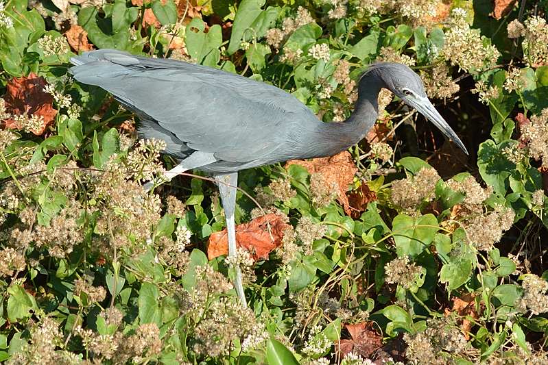 Kleine Blauwe Reiger